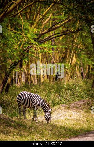 Blick auf eine wilde Ebene Zebra grasen am Waldrand im Lake Nakuru National Park in Kenia, Ostafrika, mit hohen Bäumen im Hintergrund Stockfoto