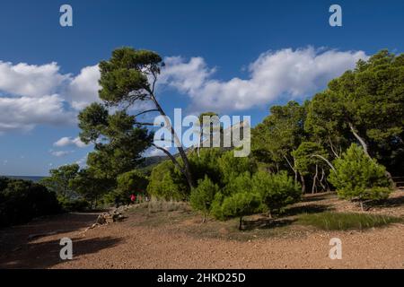 Erholungsgebiet Na Miranda, Naturpark Sa-Baia, Mallorca, Balearen, Spanien Stockfoto