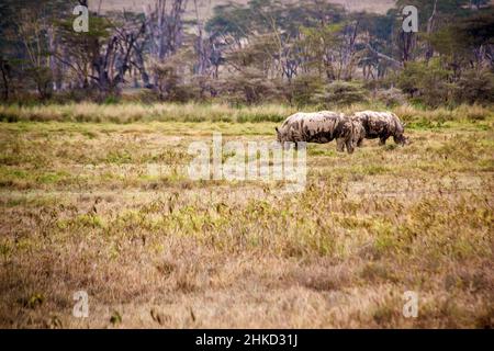 Blick auf zwei weiße Nashörner, die durch die Savannen des Lake Nakuru National Park in Kenia Streifen Stockfoto
