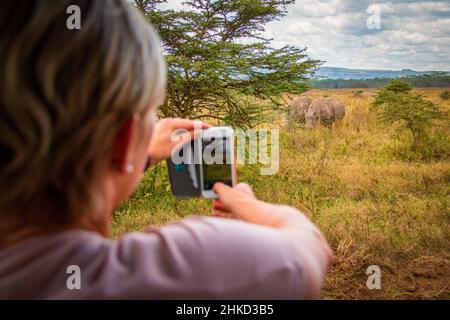 Ansicht einer Touristenattraktion, die mit dem Smartphone zwei weidende weiße Nashörner in den Savannen des Lake Nakuru National Park in Kenia fotografiert Stockfoto