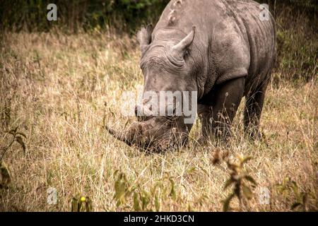 Nahaufnahme eines weißen Nashorns, das in den Savannen des Lake Nakuru National Park in Kenia grast Stockfoto