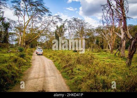 Herde ausgewachsener nubischer Giraffen unter riesigen Bäumen in einem Wald, der von Touristen in Safaribussen beobachtet wird, Lake Nakuru National Park, Kenia Stockfoto