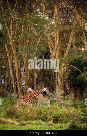 Blick auf zwei ausgewachsene nubische Giraffen, die mit gekreuzten Hälsen unter riesigen Bäumen in einem Wald im Lake Nakuru National Park, Kenia, stehen Stockfoto