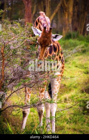 Nahaufnahme einer nubischen Giraffe, die von einer pfeifenden Dornakazie in einem Wald in den Wäldern des Lake Nakuru National Park, Kenia, isst Stockfoto