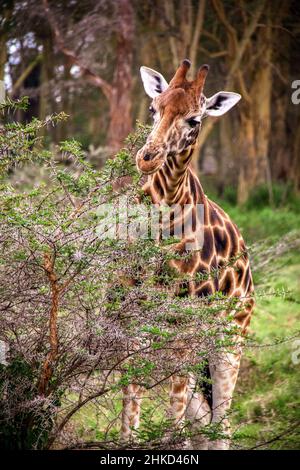 Nahaufnahme einer nubischen Giraffe, die von einer pfeifenden Dornakazie in einem Wald in den Wäldern des Lake Nakuru National Park, Kenia, isst Stockfoto