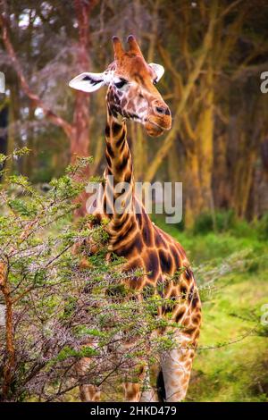 Nahaufnahme einer nubischen Giraffe, die von einer pfeifenden Dornakazie in einem Wald in den Wäldern des Lake Nakuru National Park, Kenia, isst Stockfoto