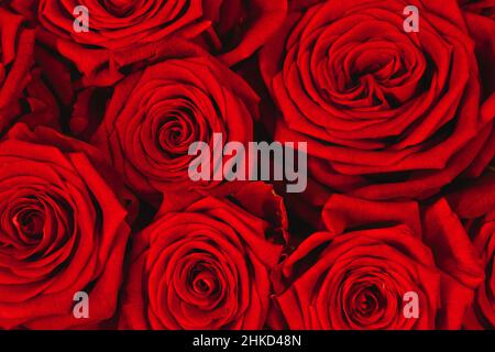 Nahaufnahme von schönen roten Rosen Bouquet. Rote Rosen Hintergrund. Romantik und Valentinstag-Konzept. Stockfoto