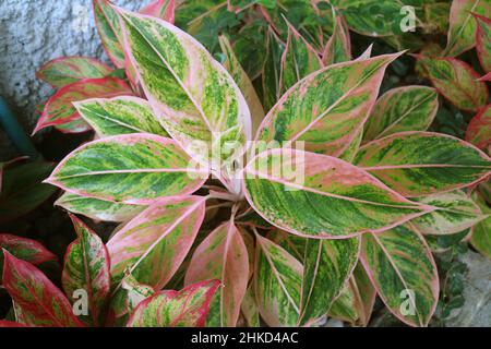 Erstaunliche grüne und rosa Blätter der Aglaonema Siam Aurora Pflanze im Garten Stockfoto