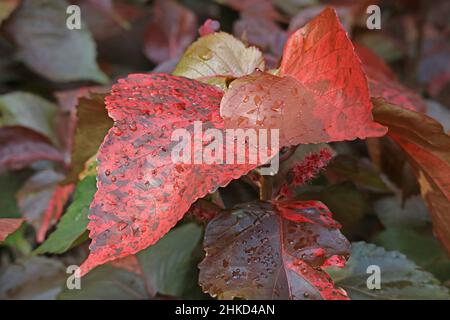 Nahaufnahme der atemberaubenden Blätter der Louisiana Red Copper Plant mit Regentropfen Stockfoto