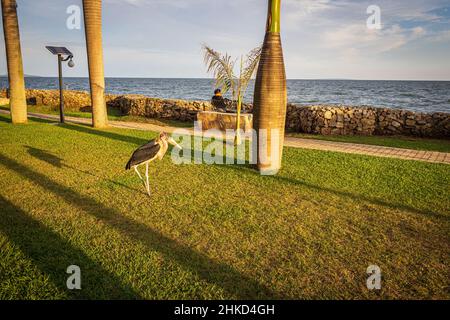 Blick auf einen Marabou, der zwischen Palmen über einen Park am Ufer des Victoriasees, Entebbe, Uganda, sticht Stockfoto