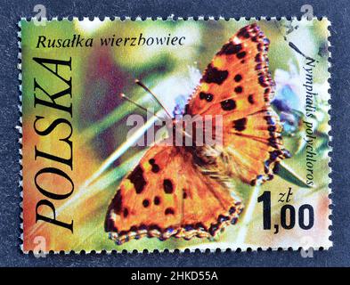 Abgesagte Briefmarke gedruckt von Polen, die große Tortoiseshell (Nymphalis polychloros) zeigt, um 1977. Stockfoto