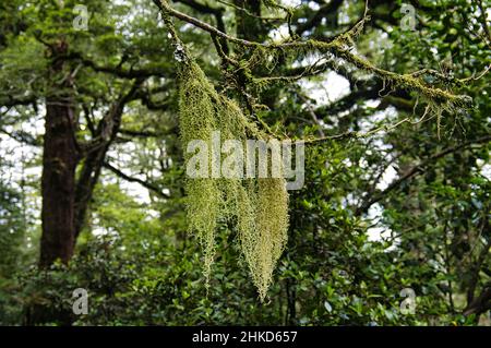 Bartflechte (Usnea-Arten) aus der Nähe eines toten Zweiges im Te Urewera National Park, North Island, Neuseeland. Stockfoto