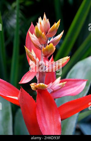 Bromeliadblume (Aechmea tillandsioides) auf tropischem Garten Stockfoto