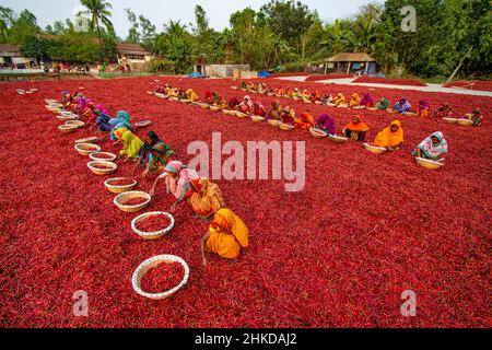 Arbeiterinnen sortieren roten Chilischoten in verschiedenen Farmen im Norden von Bangladesch. Stockfoto