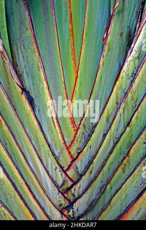 Detail des Traveller's Tree (Ravenala madagascariensis) Stockfoto