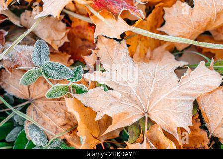 Farbenfrohe Herbstblätter mit Abstäubung von Frost. Herbstblatt Herbst. Stockfoto