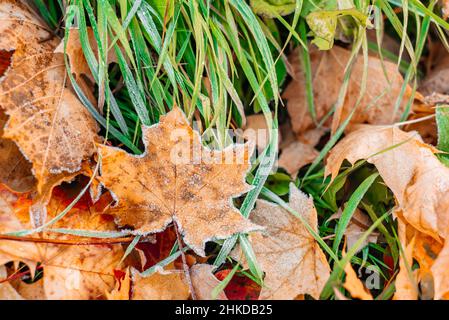 Farbenfrohe Herbstblätter mit Abstäubung von Frost. Herbstblatt Herbst. Stockfoto