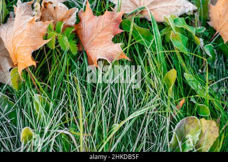 Farbenfrohe Herbstblätter mit Abstäubung von Frost. Herbstblatt Herbst. Stockfoto