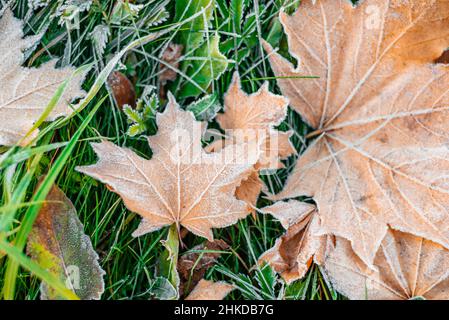 Farbenfrohe Herbstblätter mit Abstäubung von Frost. Herbstblatt Herbst. Stockfoto