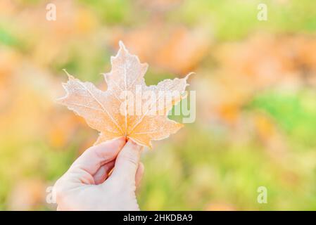 Ahornblatt in der Hand. Bokeh-Hintergrund verwischen. Farbenfrohe Herbstblätter mit Abstäubung von Frost. Herbstblatt Herbst. Stockfoto