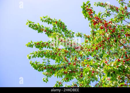 Kirschbaum mit vielen Früchten von reifen roten Beeren auf den Ästen gegen den Himmel. Stockfoto
