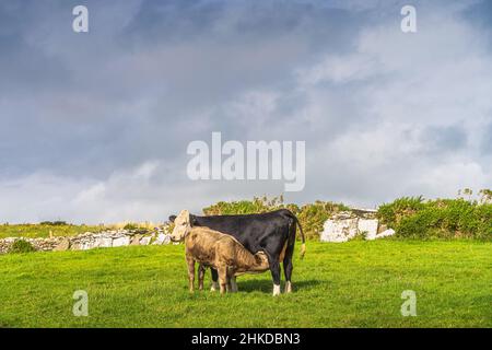 Jungkalb, das sich auf Muttermilch auf frischem Grünfeld, Cliffs of Moher, Wild Atlantic Way, County Clare, UNESCO, ernährt Irland Stockfoto