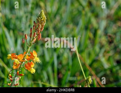 Orange Bulbine oder Stielbulbine (Bulbine frutescens) Stockfoto