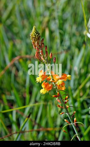 Orange Bulbine oder Stielbulbine (Bulbine frutescens) Stockfoto