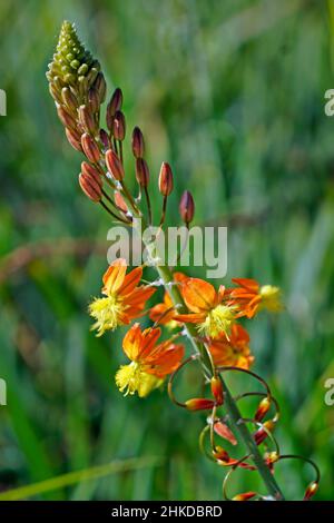 Orange Bulbine oder Stielbulbine (Bulbine frutescens) Stockfoto