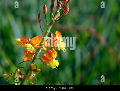 Orange Bulbine oder Stielbulbine (Bulbine frutescens) Stockfoto