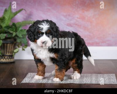 Dreifarbige Mini Bernedoodle Puppy steht im Raum mit lila Wand Hintergrund. Blick auf die Kamera Stockfoto