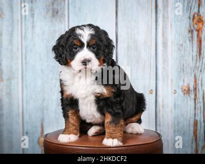 Tri farbige Mini Bernedoodle Puppy sitzt auf Barhocker vor alten Scheune Board Hintergrund. Blick auf die Kamera Stockfoto