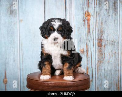 Tri farbige Mini Bernedoodle Puppy sitzt auf Barhocker vor alten Scheune Board Hintergrund. Blick auf die Kamera Stockfoto