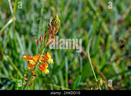 Orange Bulbine oder Stielbulbine (Bulbine frutescens) Stockfoto