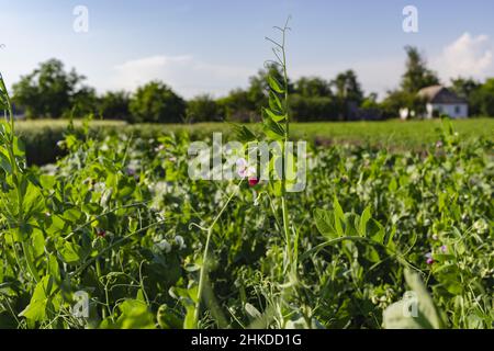 Sommer Blühend Selbst Angebaute Bio-Erbsenpflanzen. Aufwachsen eines Hazel Stick Wigwam auf einer Zuteilung in einem Gemüsegarten in der ländlichen Region Stockfoto