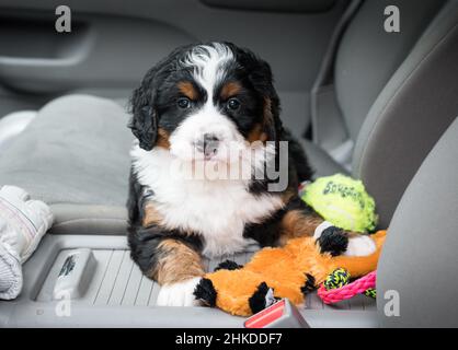 Dreifarbige Mini Bernedoodle Puppy, die auf dem Beifahrersitz eines Autos mit mehreren Spielzeugen sitzt Stockfoto