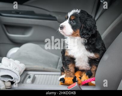 Dreifarbige Mini Bernedoodle Puppy, die auf dem Beifahrersitz eines Autos mit mehreren Spielzeugen sitzt Stockfoto