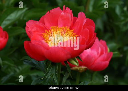 Paeonia Paula Fay. Halbdoppelte rosa Pfingstrose. Stockfoto