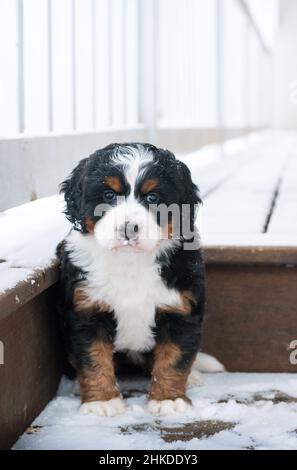 Dreifarbige Mini Bernedoodle Puppy sitzt auf der Veranda und tritt im Schnee. Blick auf die Kamera. Stockfoto