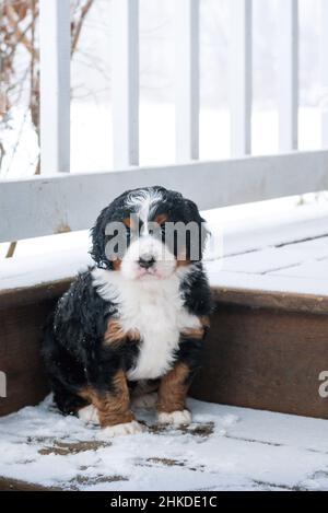 Dreifarbige Mini Bernedoodle Puppy sitzt auf der Veranda und tritt im Schnee. Blick auf die Kamera. Stockfoto