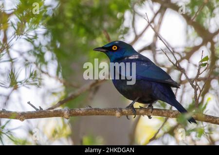 Schwarzbauchstarling (Notopholia corruscus corruscus) Wildnis, Westkap, Südafrika Stockfoto