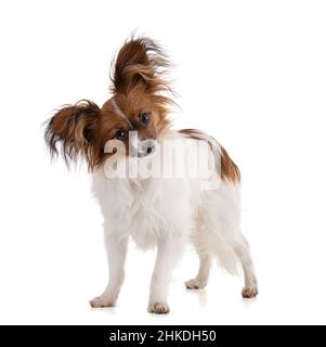 papillon Hund im Studio auf weißem Hintergrund Stockfoto