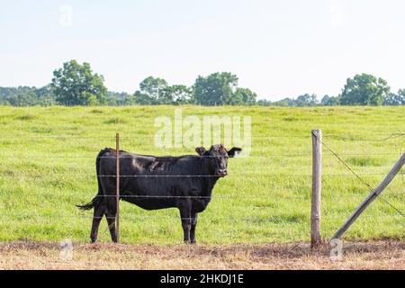 Einzelne schwarze Angus-Färse hinter einem 5-adrigen Stacheldrahtzaun, die der Kamera zu suchen. Stockfoto
