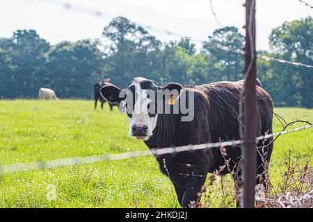 Schwarze, balsamiges Färse auf einer sommerlichen Südweide hinter einem Stacheldrahtzaun, der die Kamera anschaut. Stockfoto