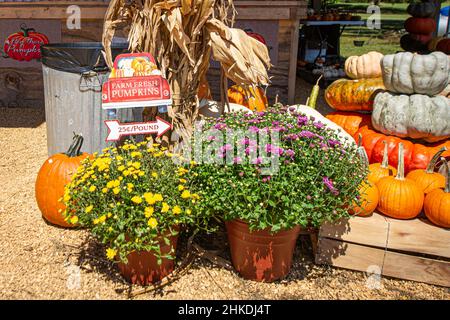 Chrysantehmums und Kürbisse auf einem Stand im Herbst. Stockfoto