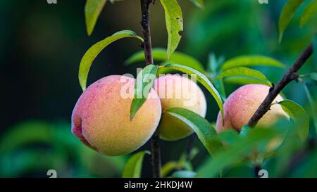 Reife Pfirsiche auf dem Baum mit negativem Abstand links. Stockfoto