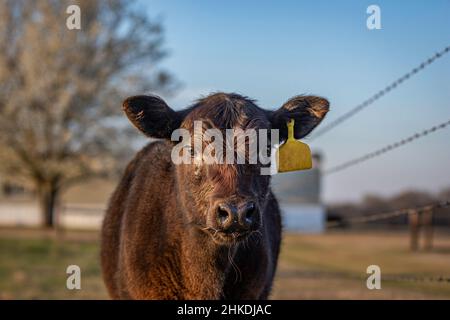 Baby Angus Kalb Nahaufnahme, der die Kamera direkt anschaut. Stockfoto