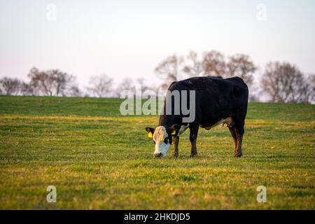 Einzelne schwarze Milchkuh grast in einer Frühfrühlingsweide mit negativem Platz. Stockfoto