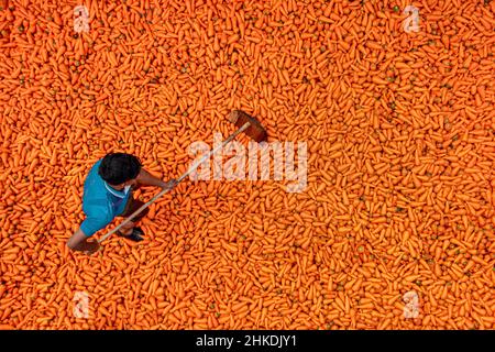 Die Bauern waschen und verarbeiten Karotten Stockfoto