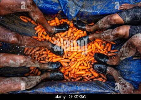 Die Bauern waschen und verarbeiten Karotten Stockfoto